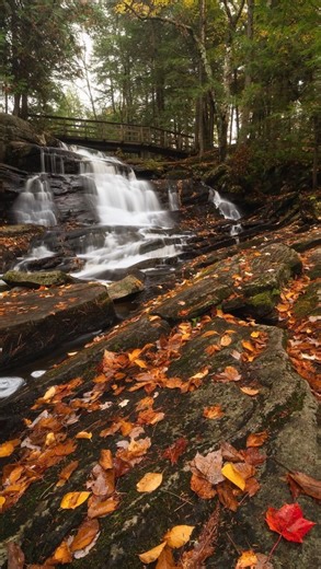 Slow mornings. Starry nights. ✨ Peak colours have passed, the crowds have thinned and cozy season has arrived. Think golden trails, great deals, delicious meals, and strolls through charming downtowns with a warm drink in hand. The perfect backdrop for a solo, girlfriends’, or couples’ getaway. We’ll see you in Muskoka! #DiscoverMuskoka #DiscoverON #ExploreCanada #Muskoka #fallgetaway #fallcolours | Discover Muskoka