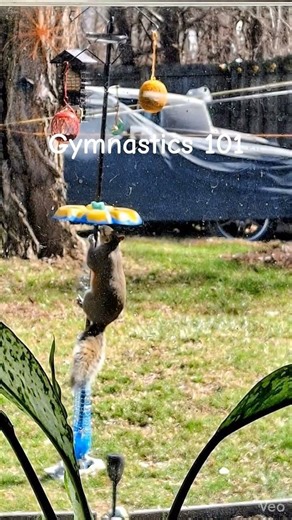 Squirrel Gymnastic Class 101 #nature