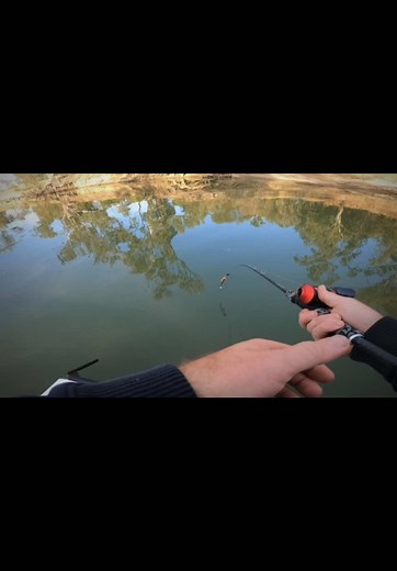 Master Murray Cod Fishing with Live Scope Technology