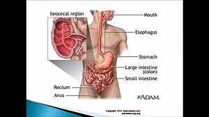 Stomach Pain Left Side Causes, Symptoms and Treatment
