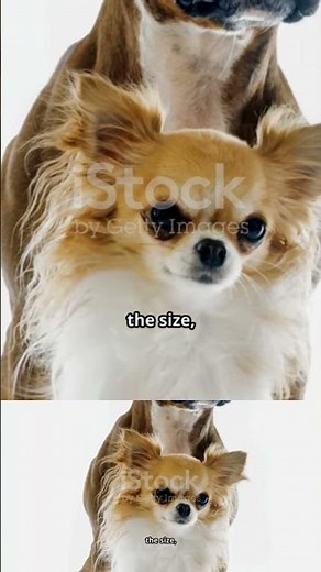 Dog Myths: BUSTED (ft. Mythbusters!)