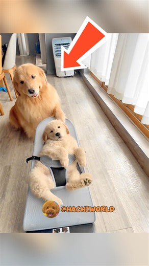 Dog Babysits Puppy Like a Pro! This Is Too Wholesome! #cutedog #dogs #puppy