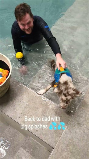 First time swimming at the dogpool. #australianshepherd #swimmingpool #puppy #splash #adventurepup