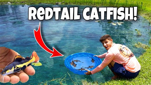Buying baby redtail catfish for my backyard pond!