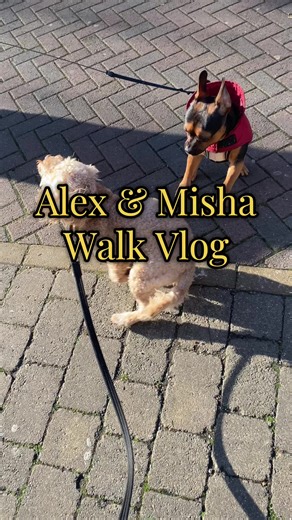 This is not my dog. Borrow my doggy is the best thing that’s happened to me this January Meet Misha, the zoomies diva and the cutest & loudest girlie