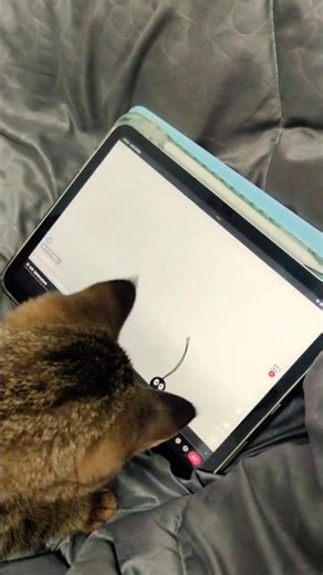 Funny Kitten Hunting Mouse on Tablet Screen 😺😂 #kitten #고양이 #funny