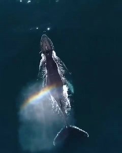 19K views · 437 reactions | Baleine à bosse qui souffle un arc-en-ciel  : @whalenerds (IG) | Mammifères marins de la Côte-Nord | Facebook