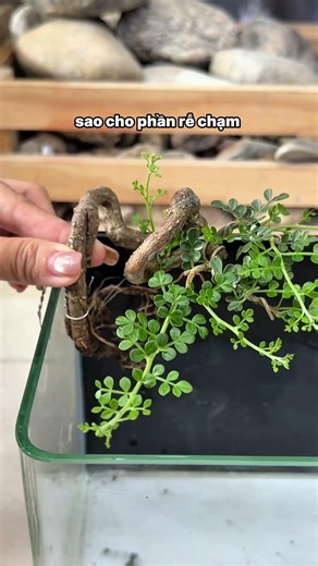 Setup hồ cá mini phong cách biotope #setuphothuysinh