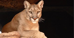 Are Mountain Lions Endangered?