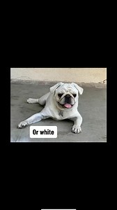 Pug BREED STANDARD colors. I primarily use AKC. Yes, I know FCI includes silver and apricot. Those are classified as shades of fawn here. Yes, I know pink is albino, that changes literally nothing. #breedstandards #dogbreeding #ethicalbreeding #adoptorshopresponsibly #pugs #dogs | Goldenagoutis - Thetwoagoutis