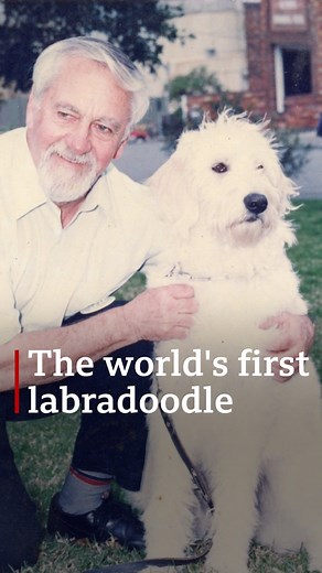 125K views · 896 reactions | "I've opened a Pandora's box and produced a Frankenstein's monster." When Australian dog breeder Wally Conron was asked to find a hypoallergenic guide dog, he ended up creating the labradoodle. Hear more on Witness History  https://bbc.in/3Wh50lA | BBC World Service | Facebook