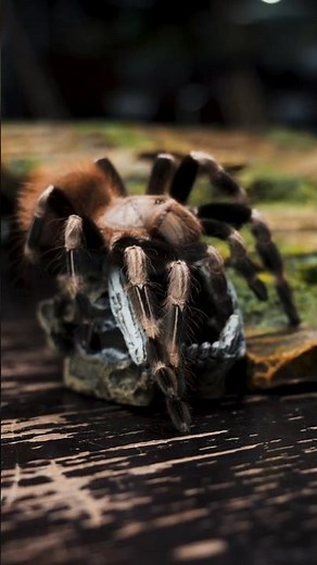 Tim Burton Tarantula! Brazilian Red & White aka Vitalius chromatus #tarantula #spider #halloween