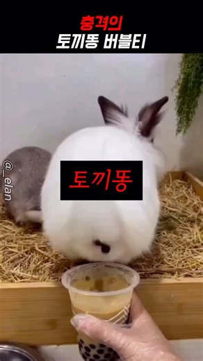 버블티만드는법 ㅋㅋ