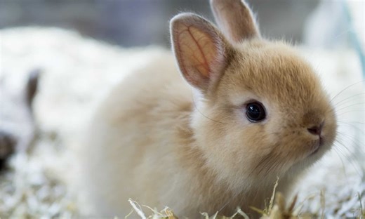 This Bunny's Sweet Sniffs Will Melt Your Heart
