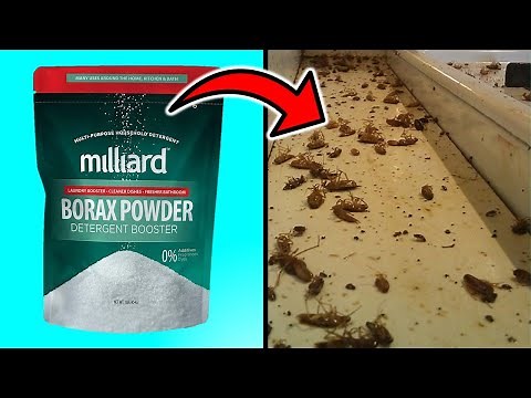 How To Kill Cockroaches With Borax - Secrets of Eliminating Cockroaches