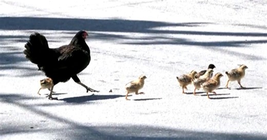 How feral chickens rule the roost in Key West