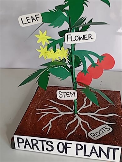 3D Parts of a Plant 🌱 | School Project | Science Fair Champion 🏆 #3DPlantModel #PartsofAPlant #ScienceProject #SchoolProject #ScienceFair #BiologyProject #PlantModel #STEMEducation #StudentProject #ScienceExhibition #EasyScienceProject