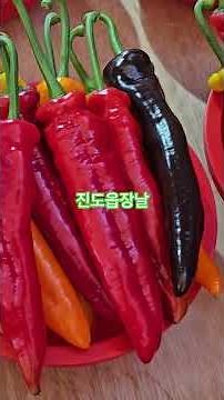 진도읍장날 #진도관광 #진도투어 #진도명소 #진도축제 #진도맛집 #진도여행