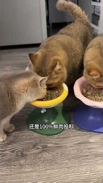 【#PuPu噗噗】猫:开团秒跟 #猫粮推荐 #蓝氏乳鸽猫粮