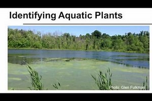 Identifying Aquatic Plants