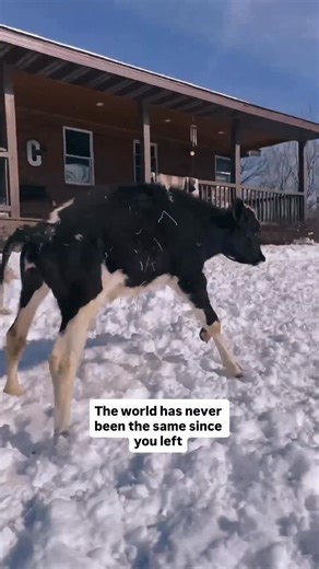 To this day, these videos are difficult to watch. There will never be another Tay. 😢💚 Thank you for sending us your mom and grandma sweet girl. | Iowa Farm Sanctuary