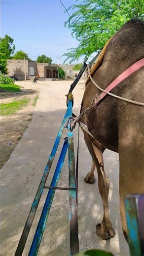 camel Cart #rajasthan #trending