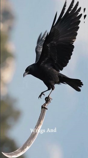 African Black Swift#africanblackswift#blackswift#swiftbird