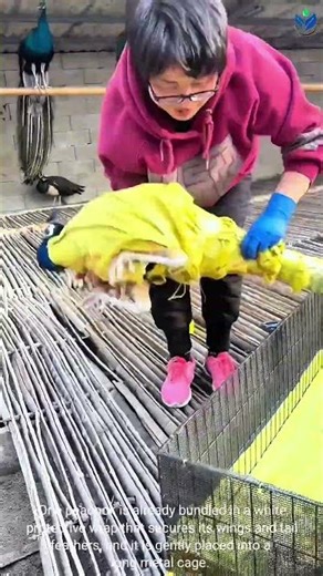 Protective Handling: Securely Transporting White and Blue Peacocks