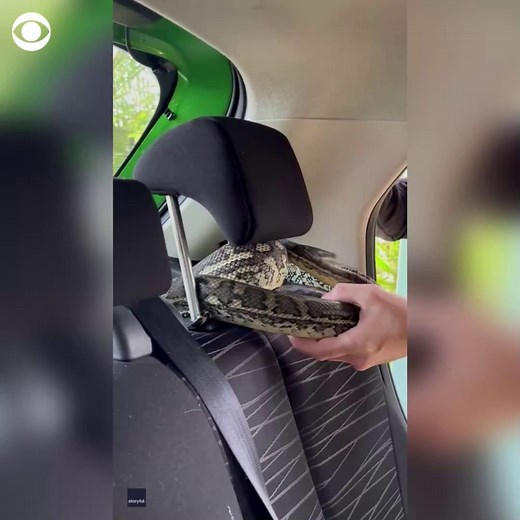 This snake catcher in Australia removed a “nice-sized” carpet python that was tangled up on the headrest of a woman's car. | CBS News