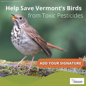 🐦 Save Vermont's Birds: Take Action Against Toxic Pesticides Now! 🌿 Governor Scott has vetoed critical legislation to phase out the use of deadly insecticides known as "neonics," even though it passed in both the Vermont House and Senate. We urgently need your help to override his veto! A single seed coated with a neonic can kill a songbird. In Vermont, these toxic pesticides are threatening hundreds of bird species. State bill H.706 aims to protect birds and other wildlife from neonics. Let y