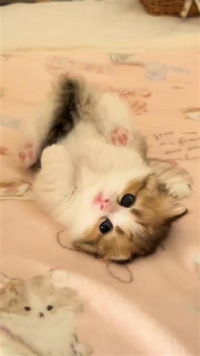 Après une grosse semaine la fatigue se fait ressentir 😊 encore un peu de patience et au dodo | Pour le plaisir de créer avec mes chats