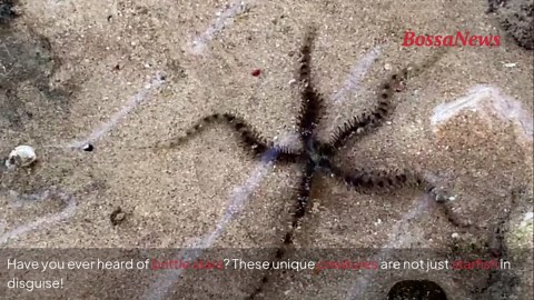 From five jaws to regenerating arms: fascinating facts about brittle stars