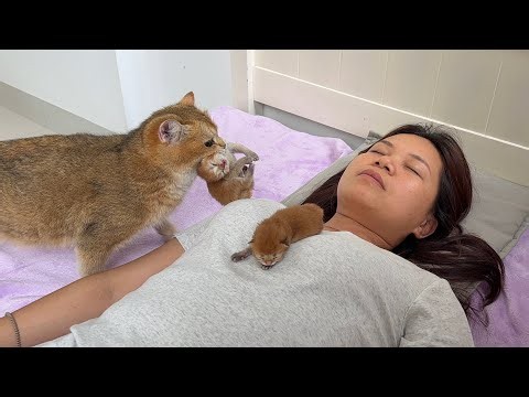 I can't hide! No matter where I sleep, the mother cat always finds me with her kittens in her mouth.