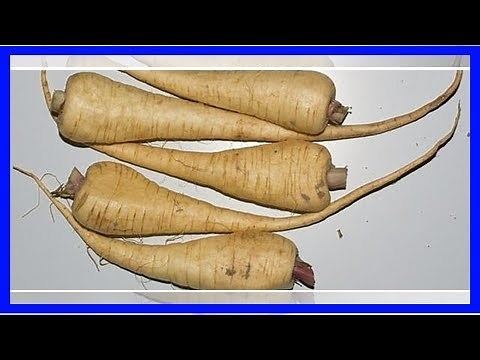 Pastinake: Saison, Zubereitung und Nährstoffe des heimischen Wurzelgemüses