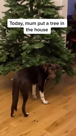 Kali the Collie Lab's Christmas Tree Adventures