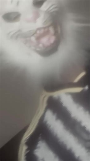 wizy 😄☠️🇬🇼🤞de Guem 😃🤞 (@aureliano467)’s videos with son original - Snapchat Bissau ✪