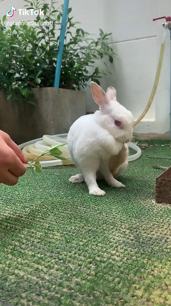 Fluffy White Rabbit Hopping and Sniffing Leaves