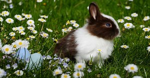Comment éduquer un lapin ?