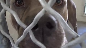 He is gorgeous with very gentle energy, he's kind of unsure about what's happening but you can see he has such a beautiful personality. Please SHARe for his life, a FOSTER or Adopter would save him. Thanks! #A4864844 My name is Unk and I'm an approximately 4 year old male pit bull. I am not yet neutered. I have been at the Carson Animal Care Center since August 9, 2015. I will be available on August 21, 2015. You can visit me at my temporary home at C315. http://www.petharbor.com/pet.asp?uaid=LA