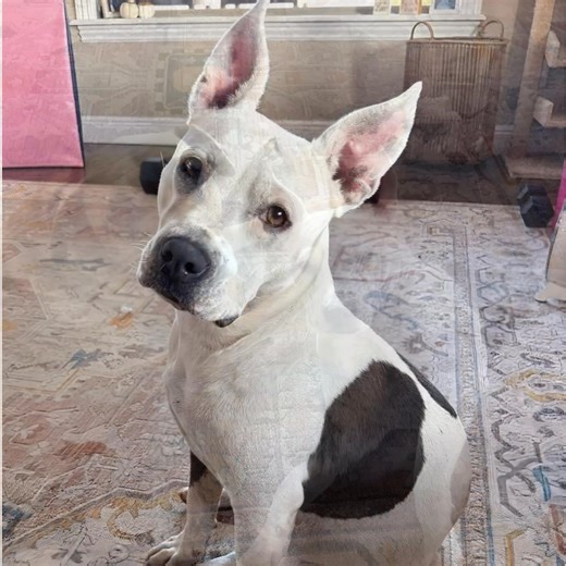 ⭐️ UPDATE: ADOPTED! 💗 All dogs are special…but every now and then there’s a dog that comes along that possesses an extra special quality you just can’t explain. This is very much the case with FIONA. ❤️ Meet FIONA! FIONA is a gorgeous pitty girl, about 3 years old and weighs about 50 lbs. FIONA was found stray and abandoned, just hoping some kind human would let her inside. FIONA is a very well behaved girl! She is great with other dogs of all sizes! FIONA would appreciate a calmer household wh