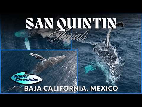 San Quintin in Baja California | Humpback whale and beautiful coastal landscapes