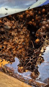 Australian native stingless bees Tetragonula carbonaria 🐝🐝🐝🐝🐝 . . . . . . . . . . . . . . . . . . . . . . . . #beekeeper #bees #australia #insectlovers #beesofinstogram #polinators #brisbane #scary #meliponiculture #awesomeearth #beephotogtaphy #creepy #apismellifera #sustainability #fear #backyardbeekeeping #crazy #fear #trendingreels #viral #viralvideos #stinglessbees #wax #amazing ##australia | Urban Native Bees