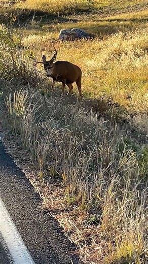 🦌 Why Deer Rake Their Antlers — Nature’s Way of Sending a Message 🌲 When a deer lowers his head and starts raking his antlers through the brush, he’s not just playing — he’s communicating. This powerful move serves a few important purposes: 🌿 Marking Territory: Rubbing antlers against trees and shrubs leaves both a visual mark and a scent. The buck’s forehead glands release oils that tell other deer, “This area’s taken.” 💪 Building Strength: During the fall rut, bucks need to be in top shape