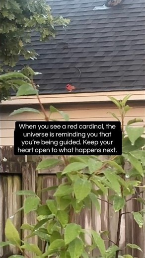 Cardinal Spiritual Meaning ❤️ Red Birds Symbolism #redcardinal #cardinals