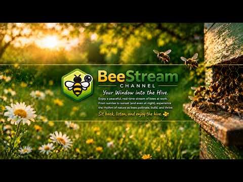 BeeStream Live Stream