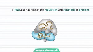33.RNA Structure _ A-level Biology _ OCR, AQA, Edexcel