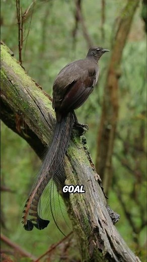 Superb Lyrebird 🎶 The Master of MIMICRY