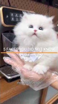 FACTS YOU DID NOT KNOW ABOUT THE MUNCHKIN. #munchkin #catfacts #catlove #petlovers