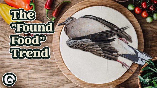 Roadkill cuisine: The cheapest and safest meat around