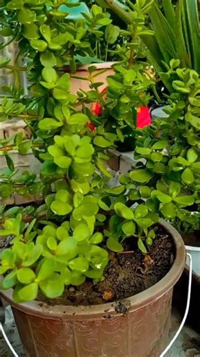 क्या आपके घर में है लकी जेड प्लांट? 💸How To Care For Jade Plant | Jade Plant Care Tips #garden